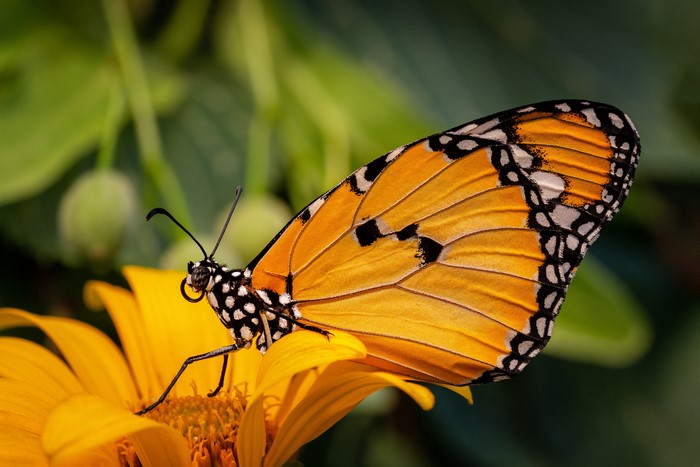 Plain Tiger butterfly on a yellow flower