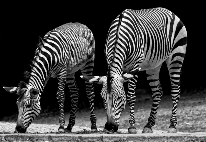 4K Black and white Zebras