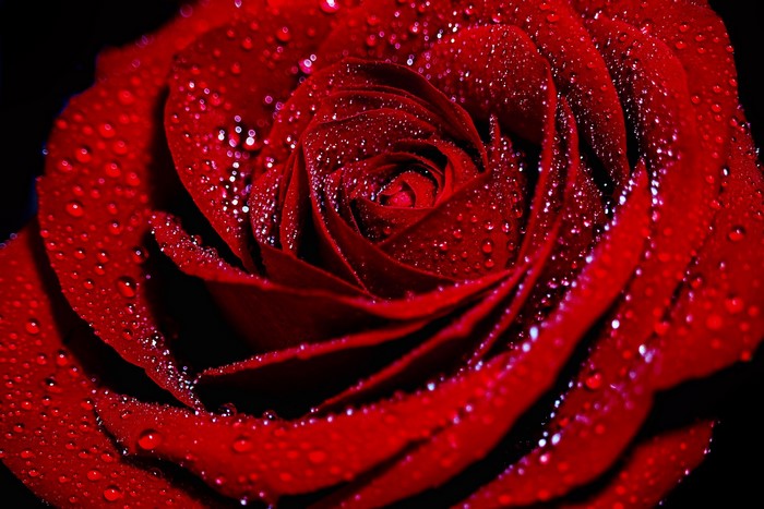Close-up of a red rose with water droplets