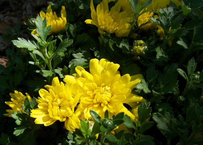 Yellow Chrysanthemums with Green Leaves