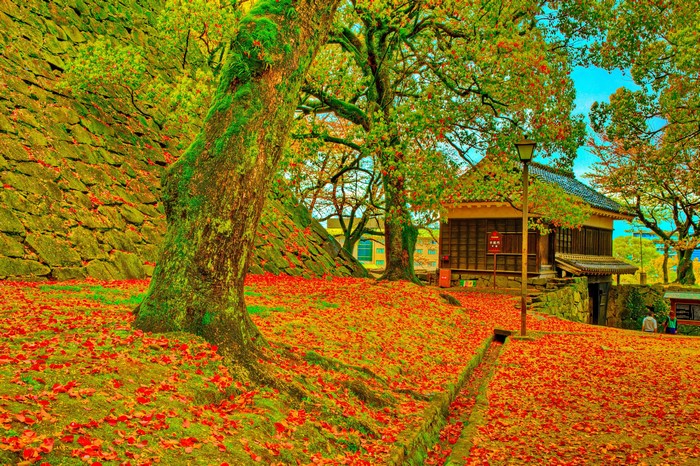 Kumamoto Castle in Autumn with Fallen Leaves