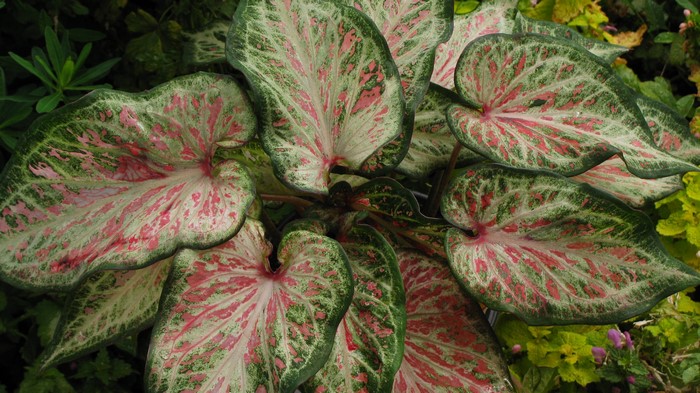 Caladium leaves with pink and green patterns