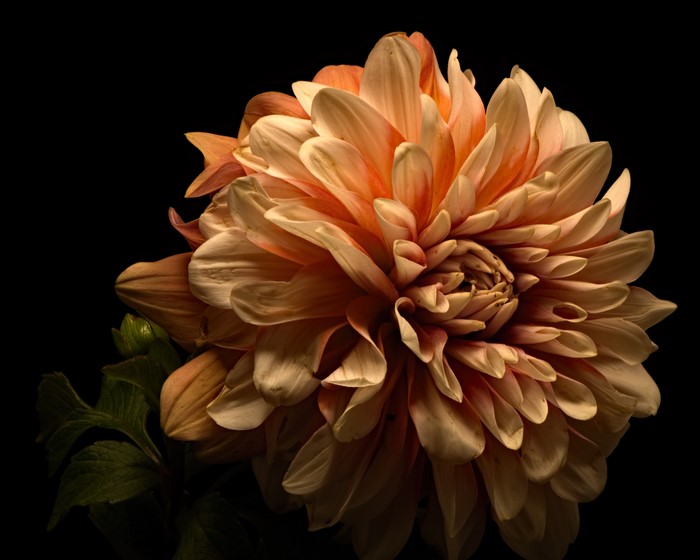 Dahlia flower with black background