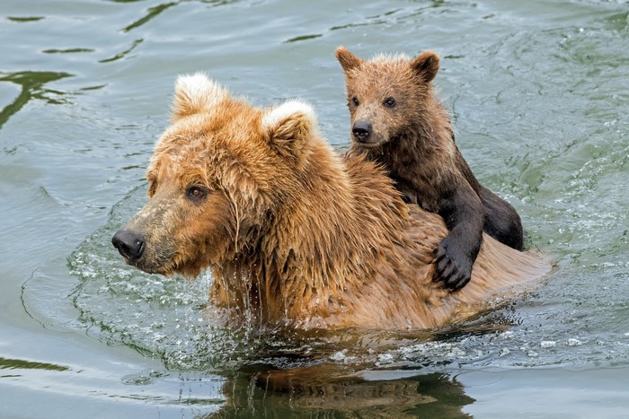 Mother and cub brown bears swimming in water