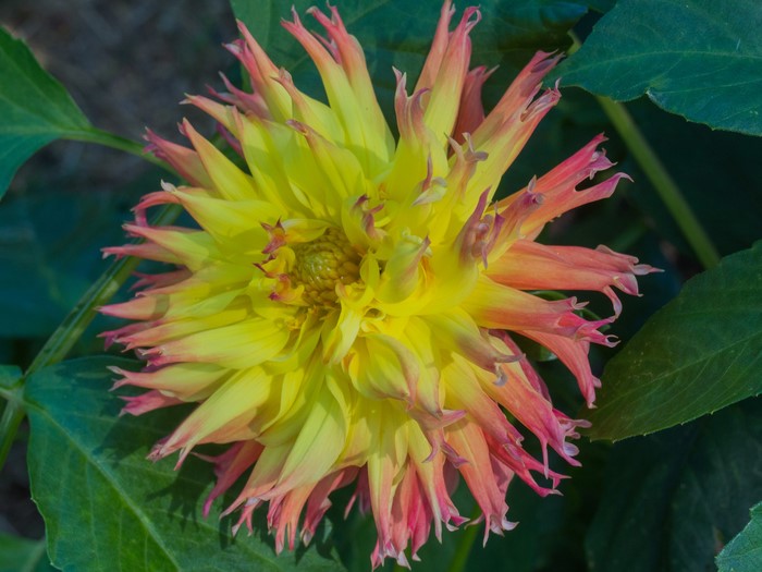 Yellow and pink dahlia flower