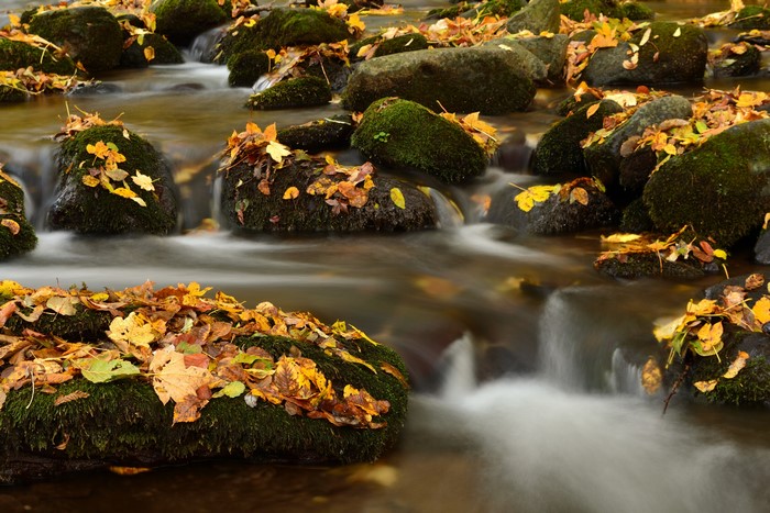 Autumn leaves on mossy stones in a stream