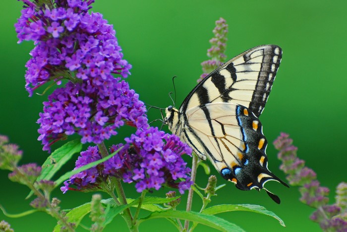 Tiger Swallowtail butterfly on purple flowers