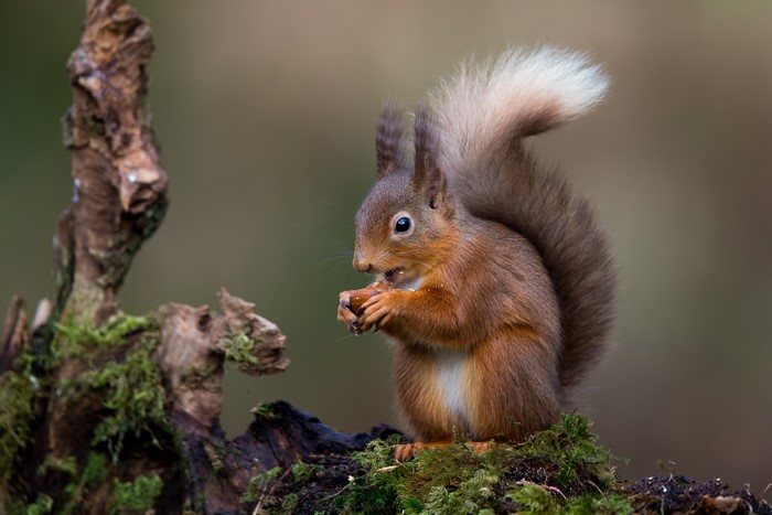 Red Squirrel Eating Nuts on Mossy Log
