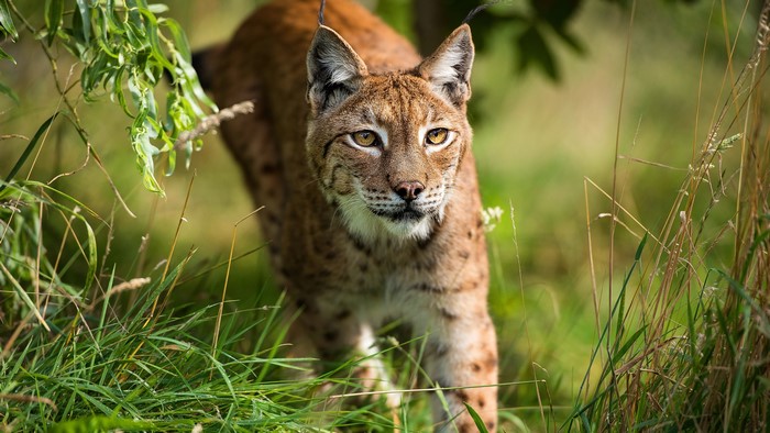 Lynx in tall grass