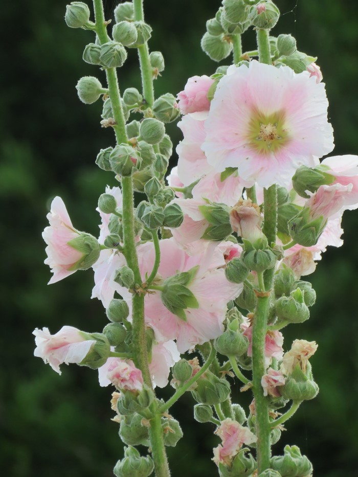Pink Hollyhock flowers and buds on green stems