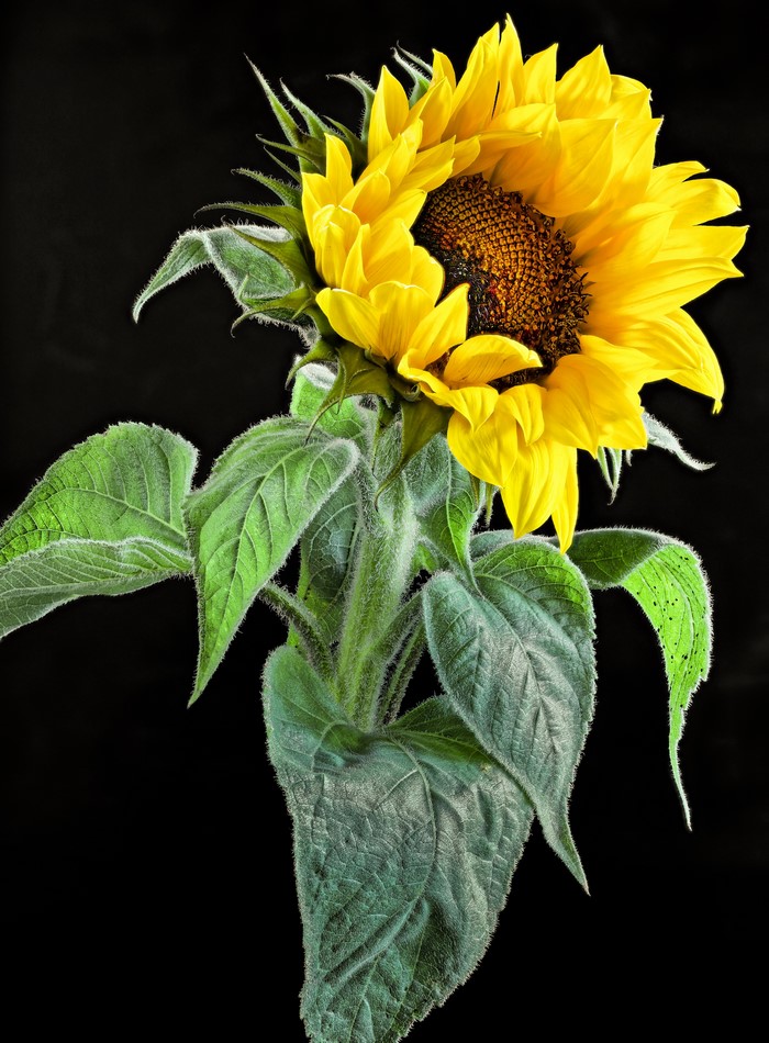 Sunflower with green leaves on black background