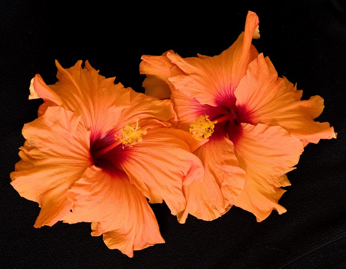 Two orange hibiscus flowers on a black background