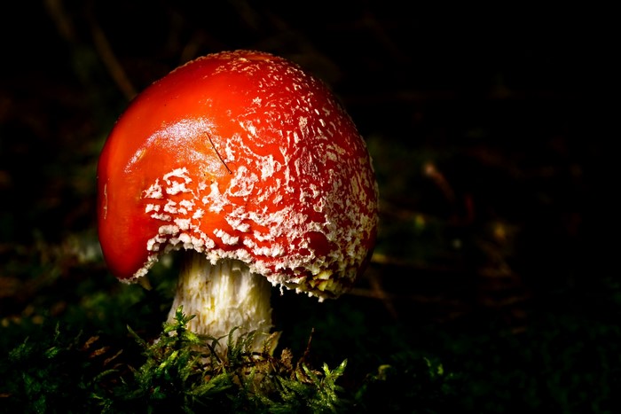 Amanita Mushroom in Forest