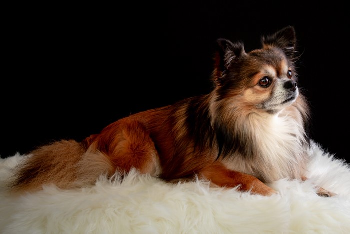 Long-haired Chihuahua lying on white fur