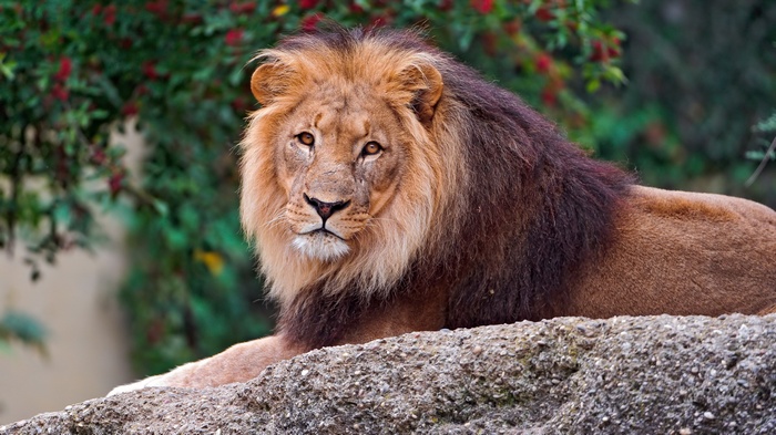 Lion resting on a rock