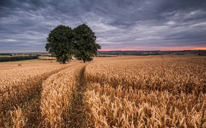 Wheat field with two trees at sunset