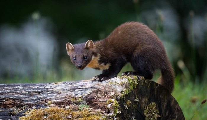 Pine marten on a mossy log