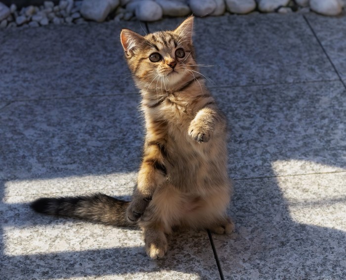 Tabby kitten sitting on a tiled floor