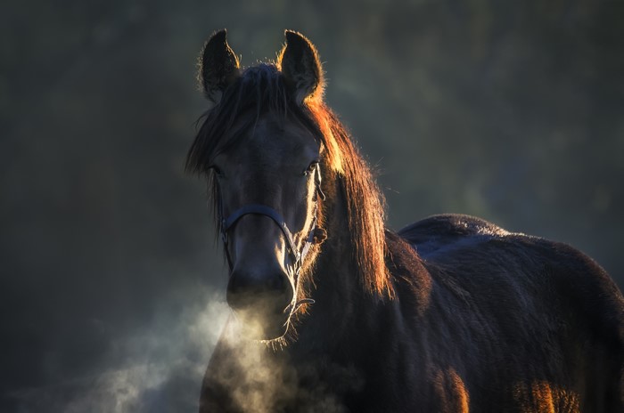 Horse exhaling vapor in the morning light