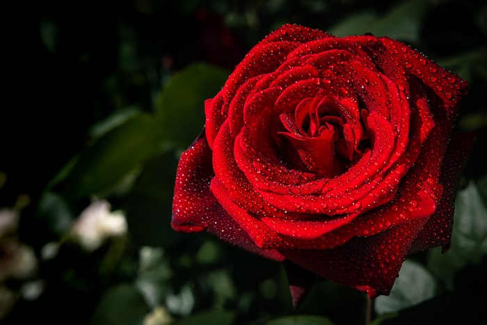 Red Rose with Water Drops