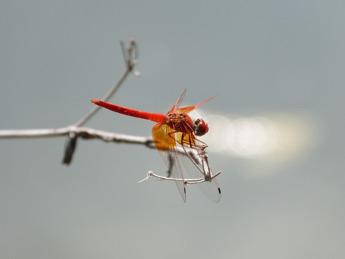Red Dragonfly on a Branch