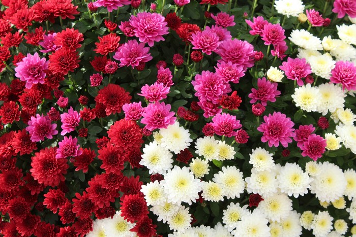 Many Chrysanthemums in Red, Pink, and White