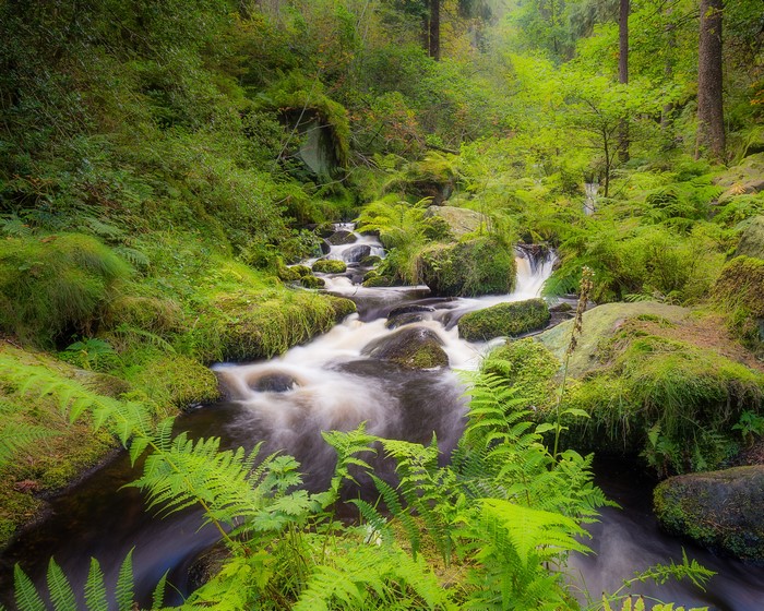 Wyming Brook River with Mossy Stones in Sheffield, England
