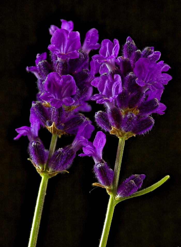 Two purple lavender flowers on a black background