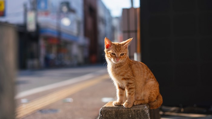 Ginger Cat Sitting on Curb in Bokeh City Street