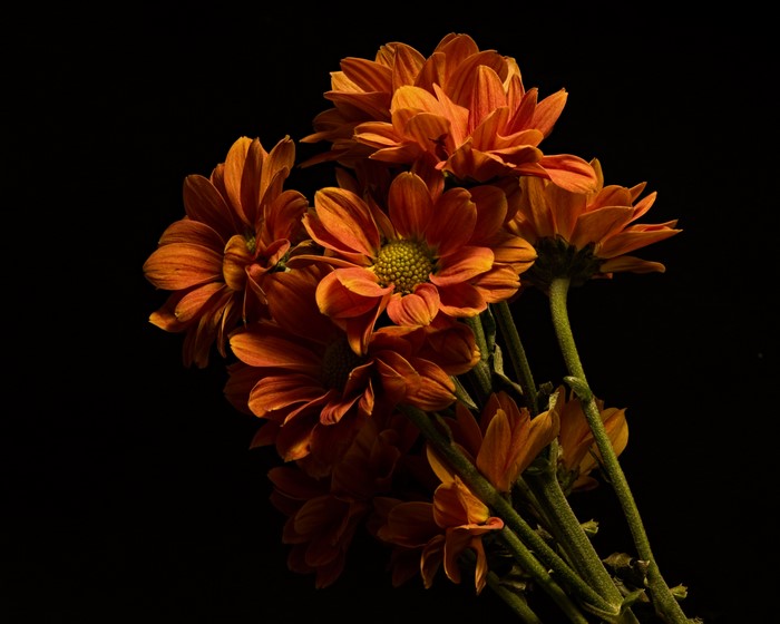 Orange Chrysanthemums on Black Background