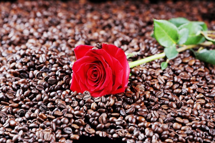 Red rose on coffee beans