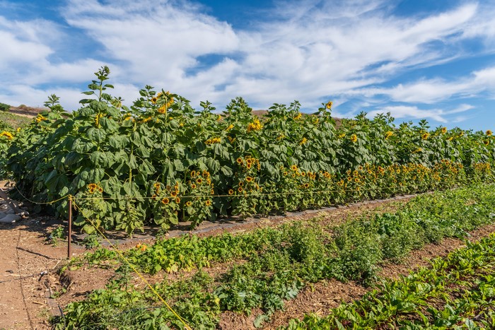 Field of Sunflowers and Vegetables