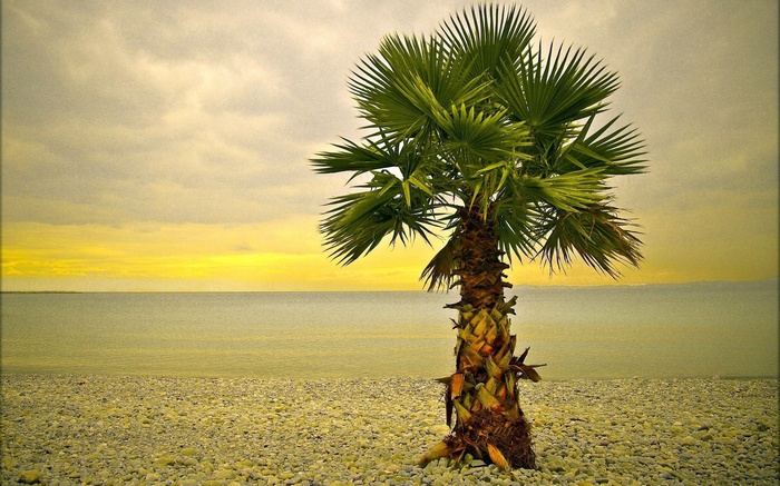 Palm tree on a pebble beach by the sea