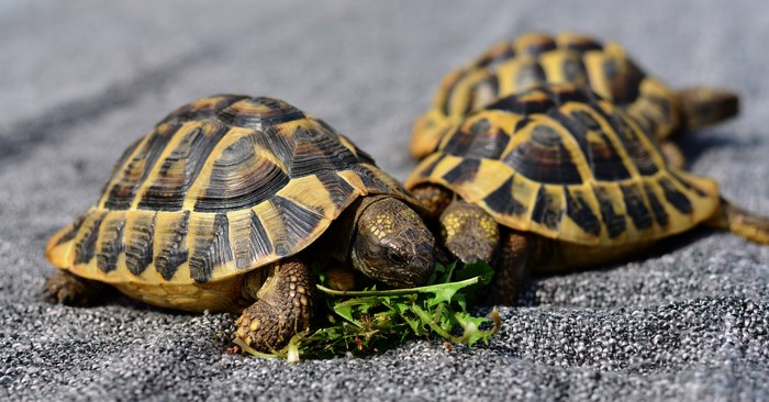Three tortoises eating green leaves