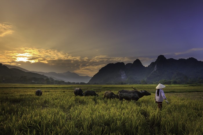 Farmer with buffaloes in rice field at sunset