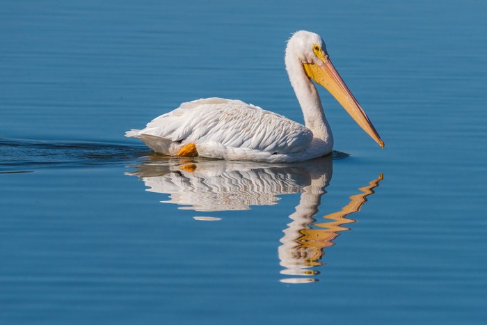 American White Pelican swimming on blue water