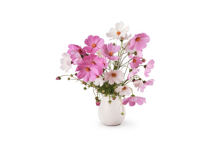 Cosmos flowers in a white vase on a white background