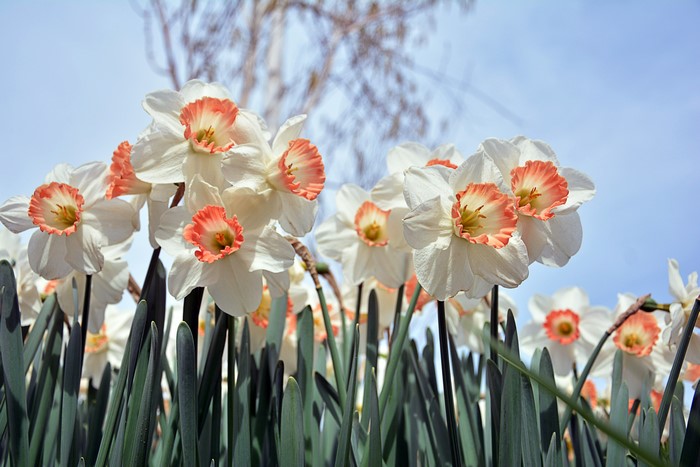 White and pink daffodils in bloom