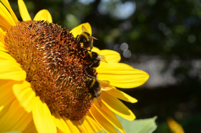 Bumblebees on a Sunflower