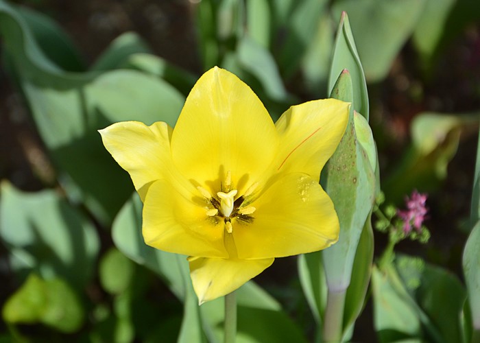 Yellow Tulip Flower