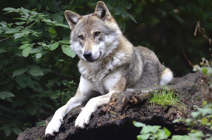 Wolf lying on a log in the forest