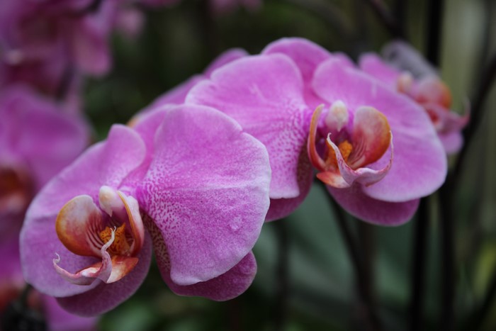 Orchid Closeup 4K