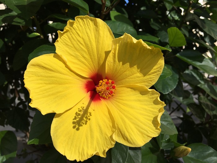 Yellow Hibiscus Flower