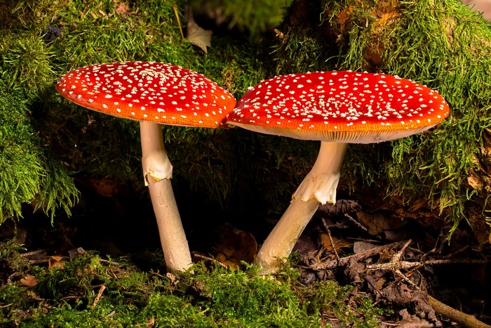 Two Amanita Muscaria Mushrooms with White Spots on Mossy Ground