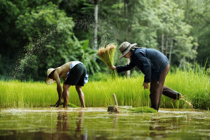 Farmers planting rice in a paddy field