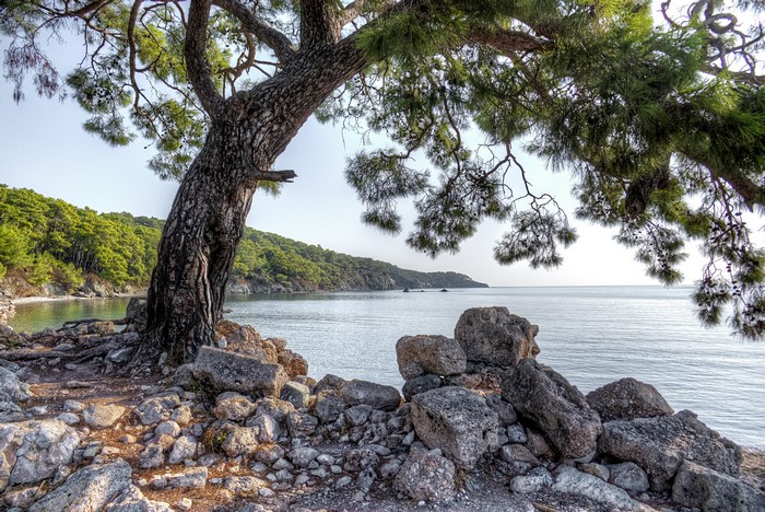 Pine tree and rocky coast at Phaselis, Turkey