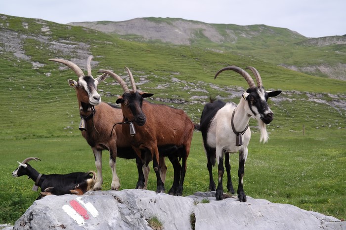 Four goats with bells on a rocky outcrop