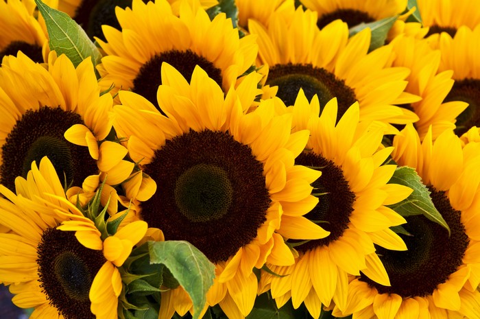 Close-up of a bouquet of bright yellow sunflowers