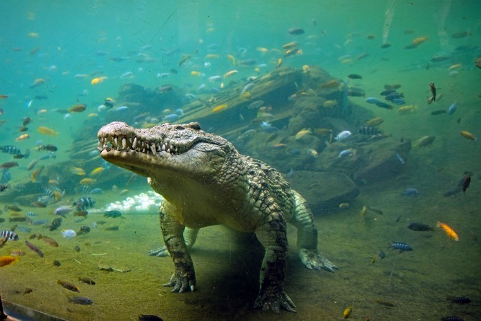 4K Underwater Crocodile Among Colorful Fish