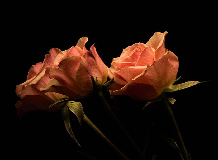 Two pink roses on a black background